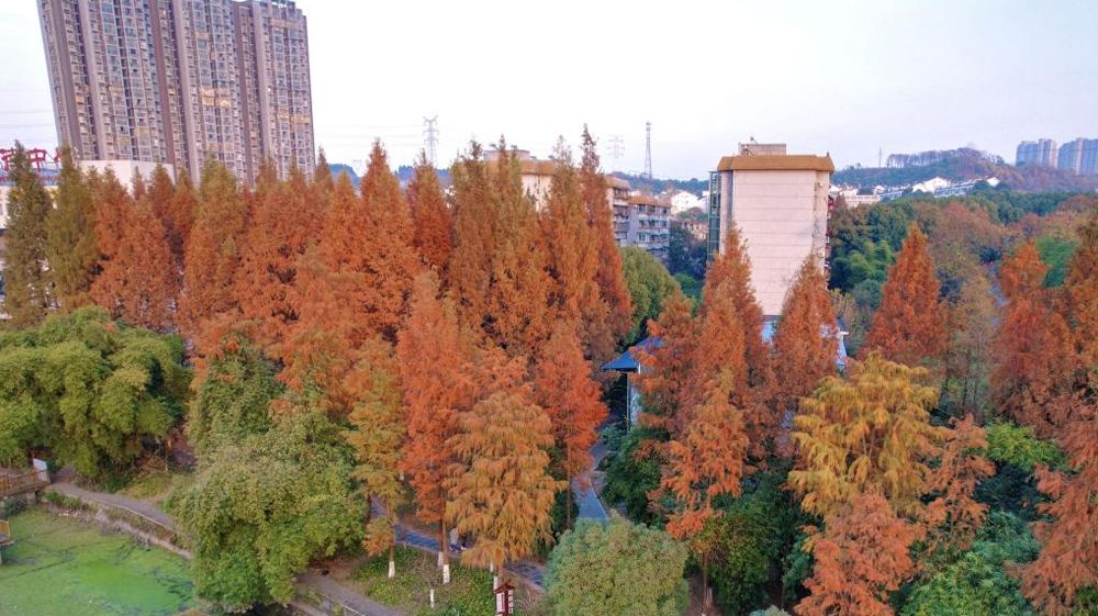 五大联赛直播平台风景